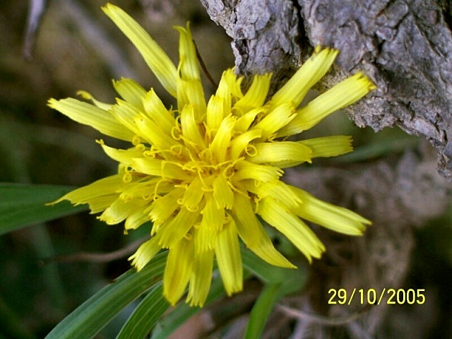 Scorzonera austriaca / Scorzonera barbuta
